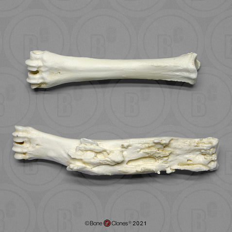 Baboon Femora - pair Comparative Pathology