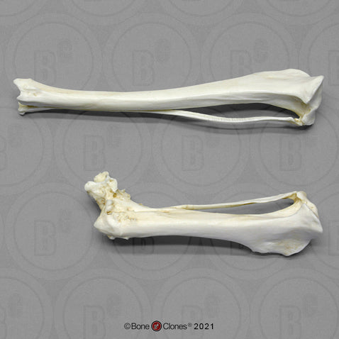 Coyote Tibia-Fibula pair-Comparative Pathology