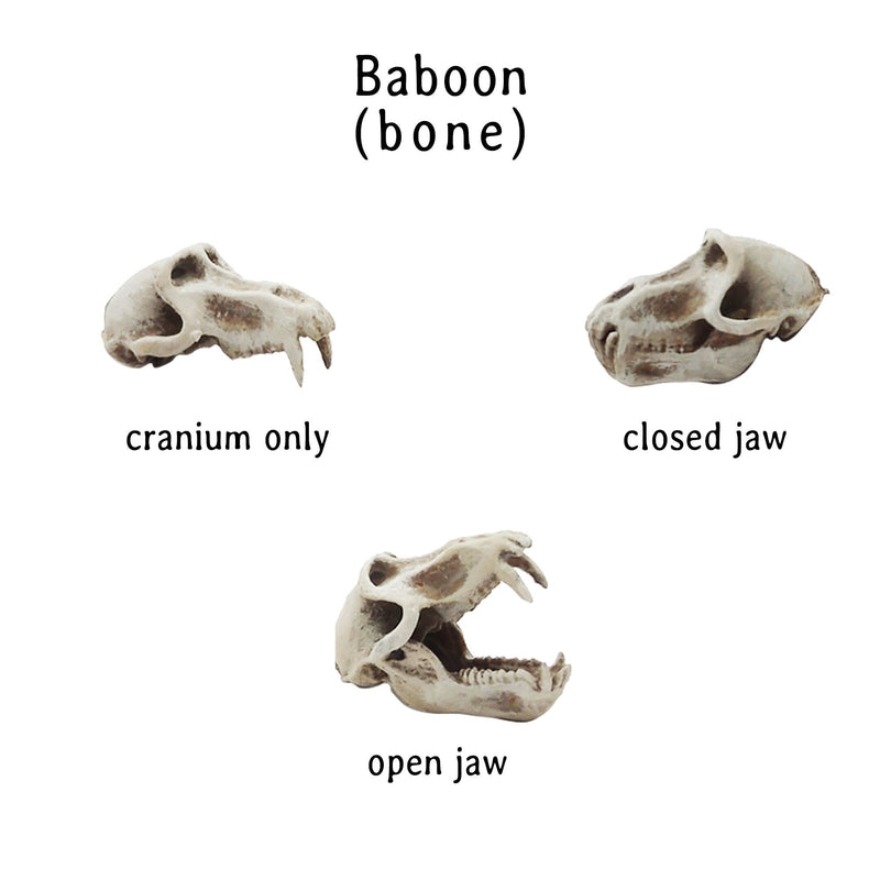 Baboon Skull Replica - 1:6 Scale