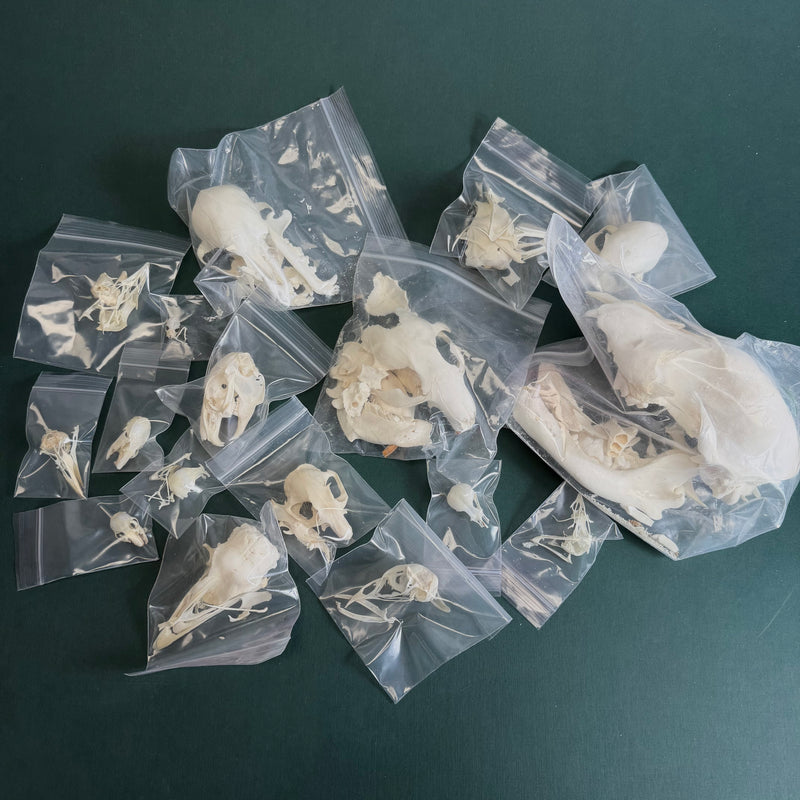 BoneBag, P.H.A.T. Skull Pack