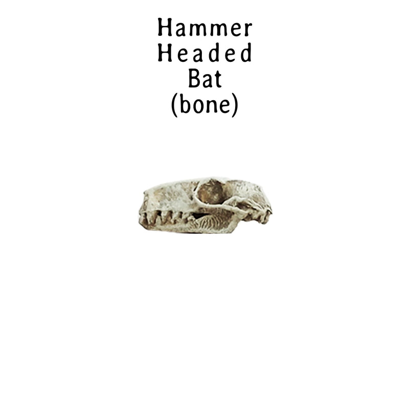 Hammer-Headed Bat Skull Replica - 1:6 Scale (Set of 5)