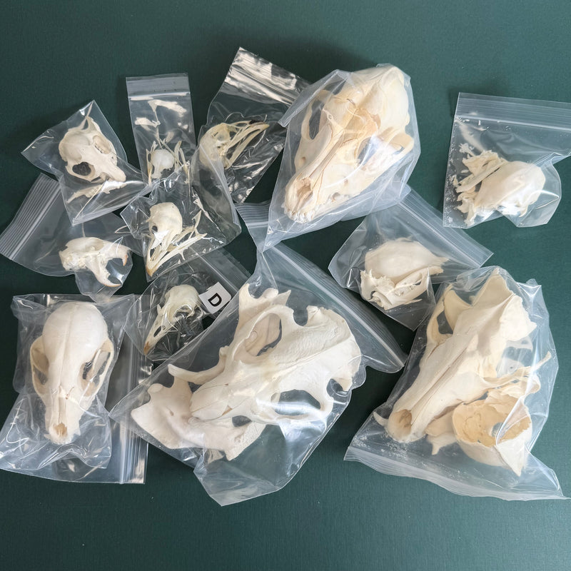 BoneBag, P.H.A.T. Skull Pack