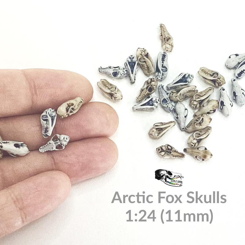 Arctic Fox Skull Replica - 1:24 Scale