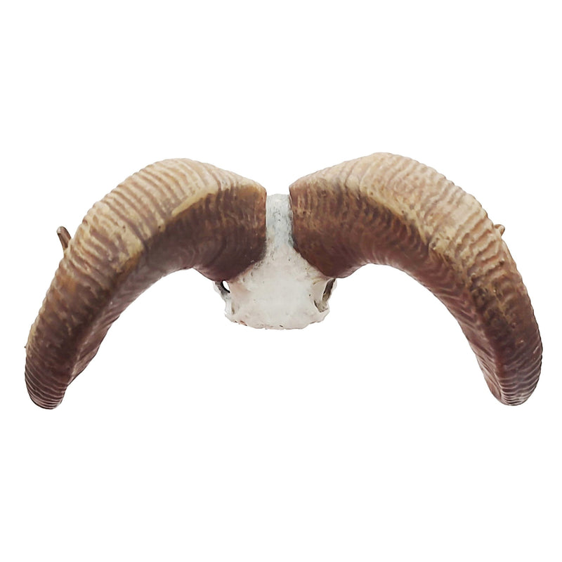 Bighorn Sheep Skull Replica - 1:12 Scale