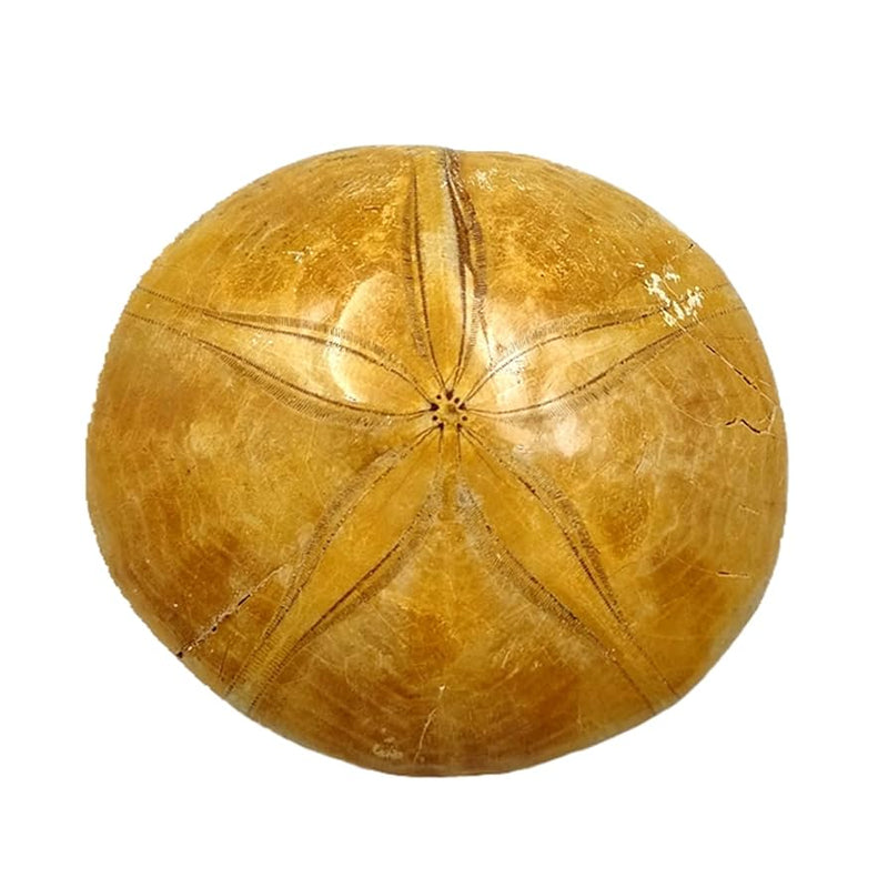 Sea Urchin Specimen - Large