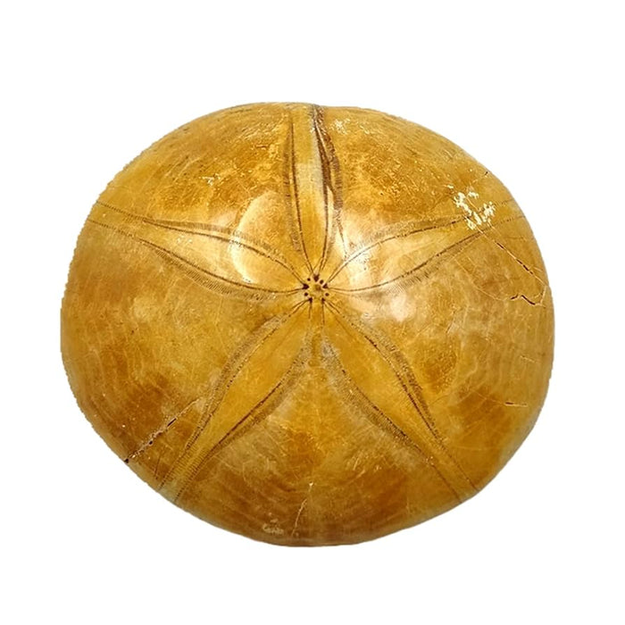 Sea Urchin Specimen - Large