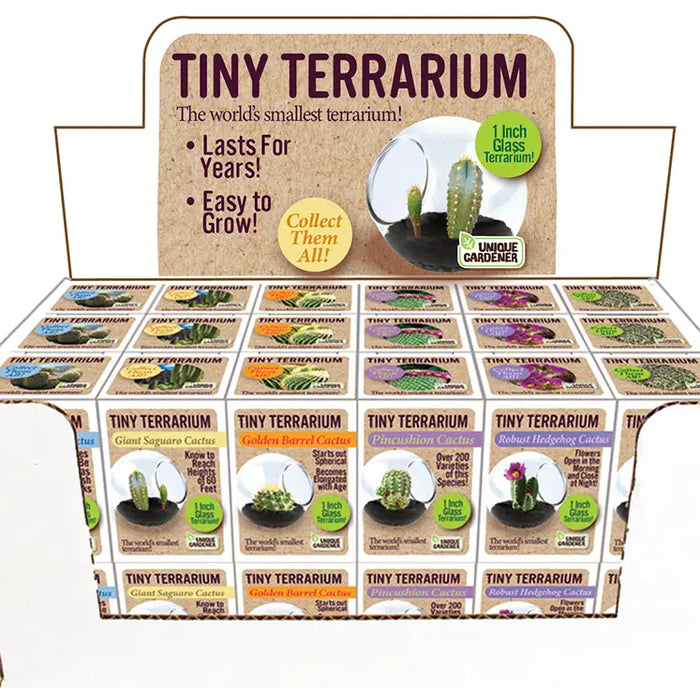 where to buy miniature plants for terrariums Tiny Terrarium Cactus