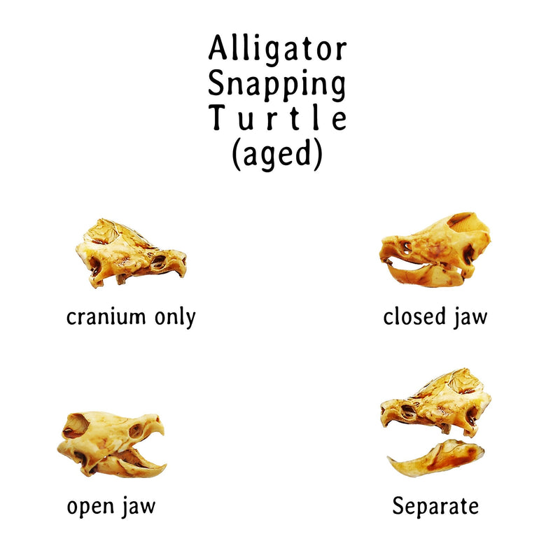 Alligator Snapping Turtle Skull Replica - 1:12 Scale (Set of 2)