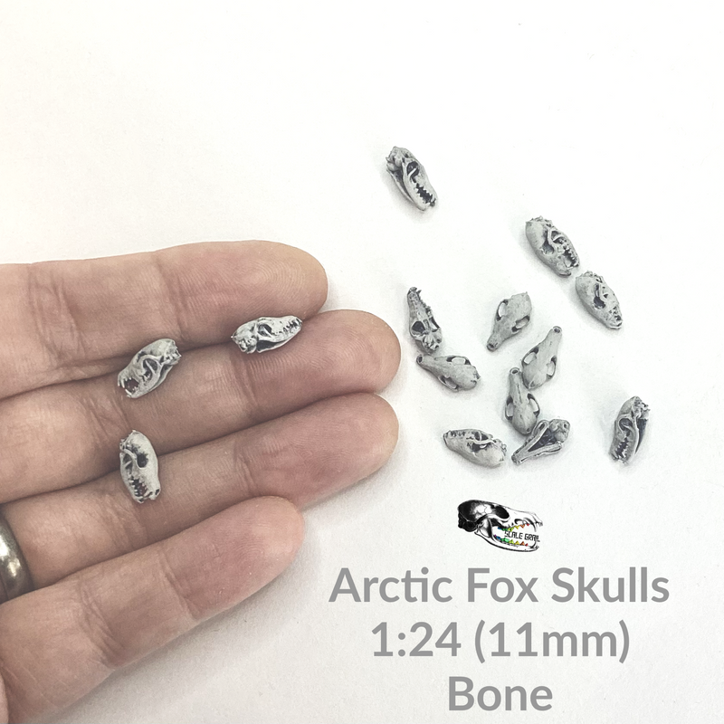 Arctic Fox Skull Replica - 1:24 Scale