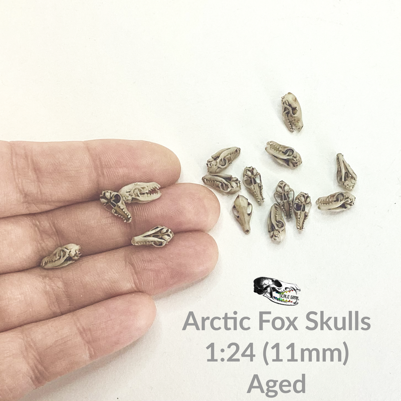 Arctic Fox Skull Replica - 1:24 Scale