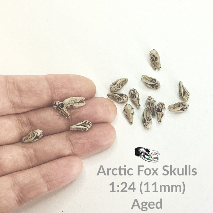Arctic Fox Skull Replica - 1:24 Scale