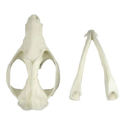 Replica American Opossum Skull - Economy