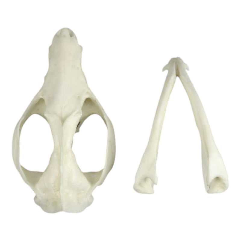 Replica American Opossum Skull - Economy