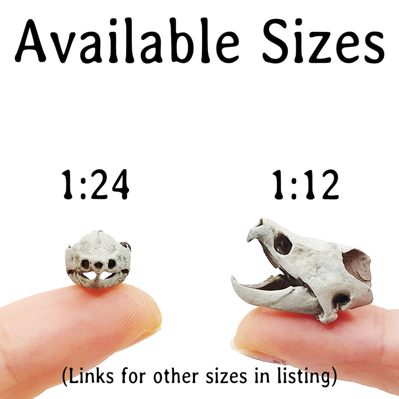 Alligator Snapping Turtle Skull Replica - 1:12 Scale (Set of 2)