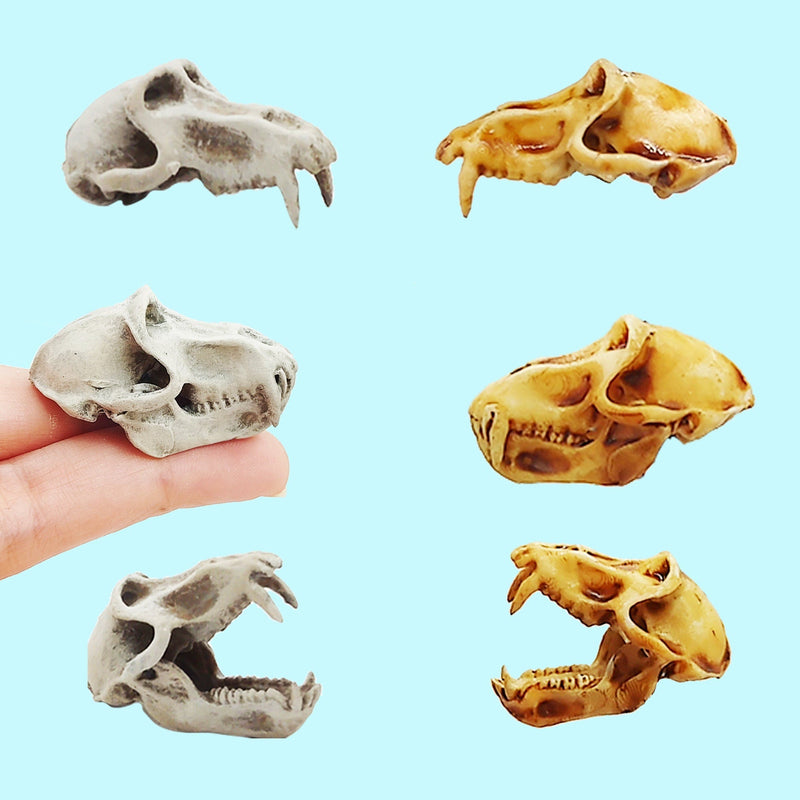 Baboon Skull Replica - 1:6 Scale