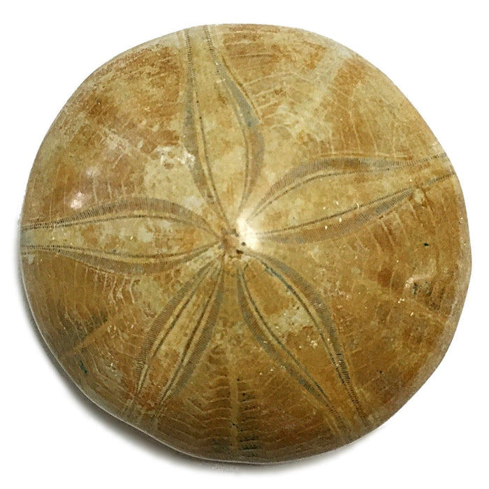 Sea Urchin Specimen - Small