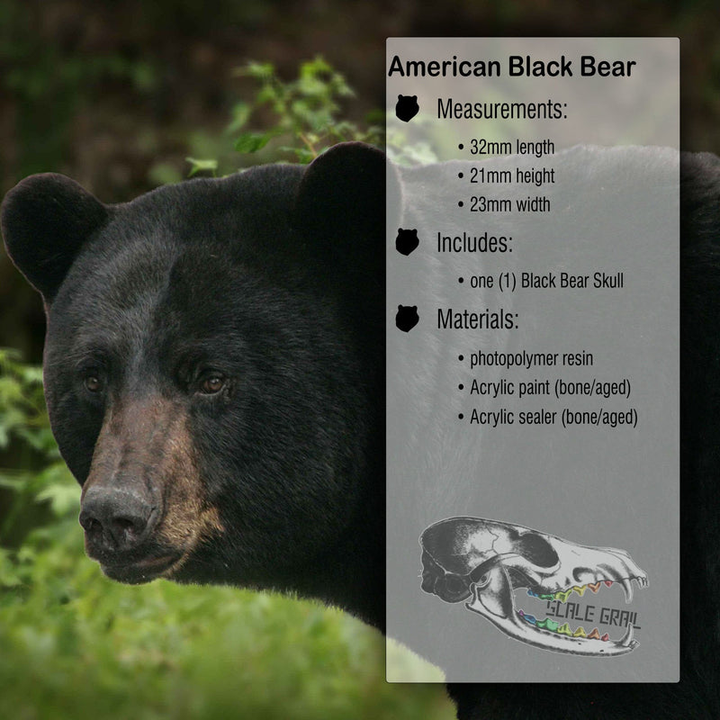 Black Bear Skull Replica - 1:12 Scale