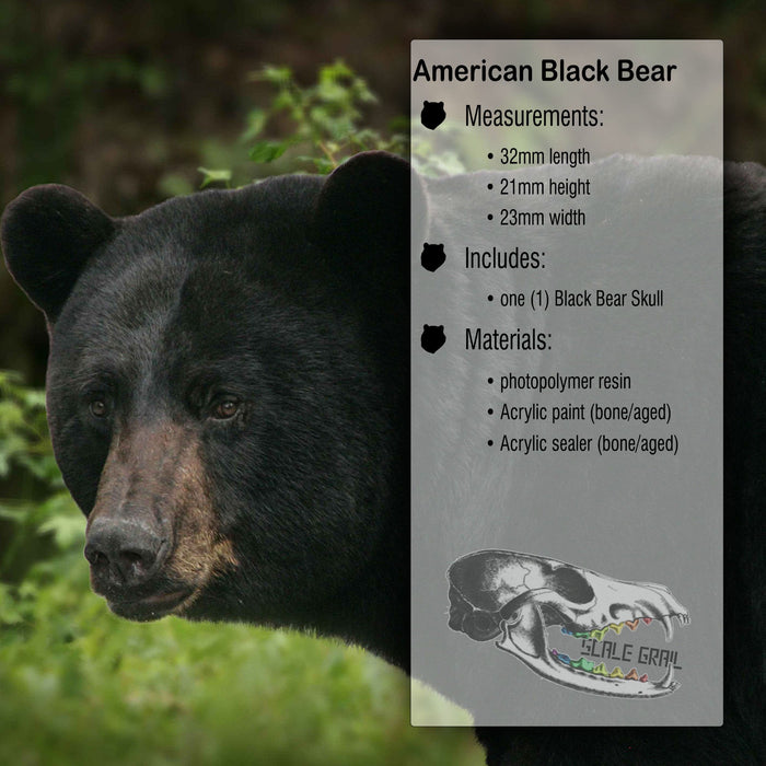 Black Bear Skull Replica - 1:12 Scale