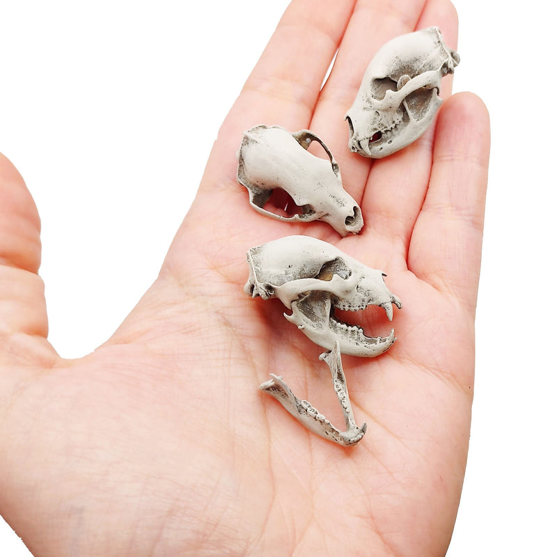 Black Bear Skull Replica - 1:12 Scale