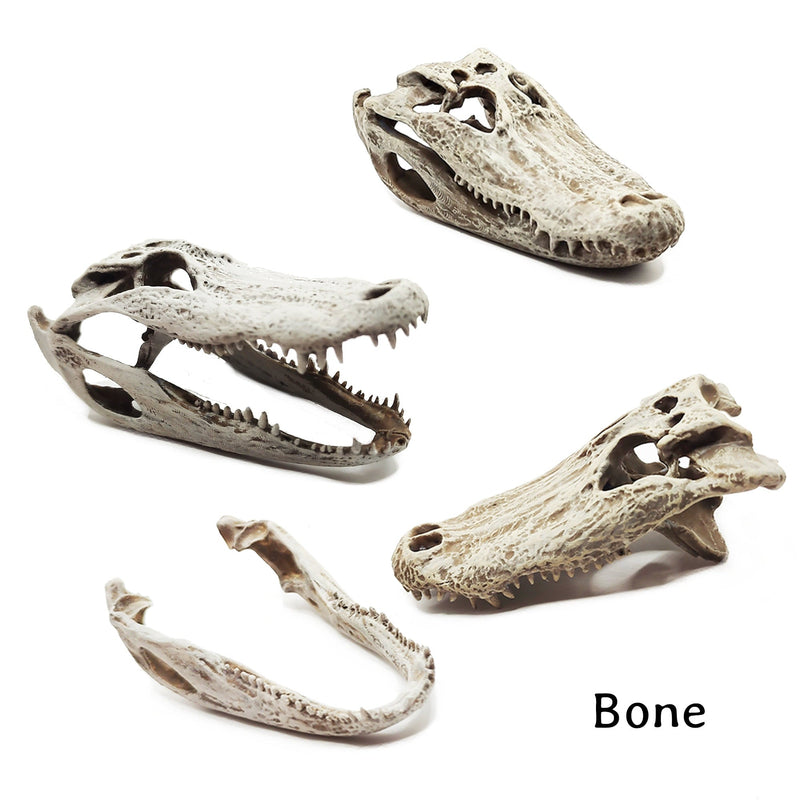Alligator Skull Replica - 1:6 Scale