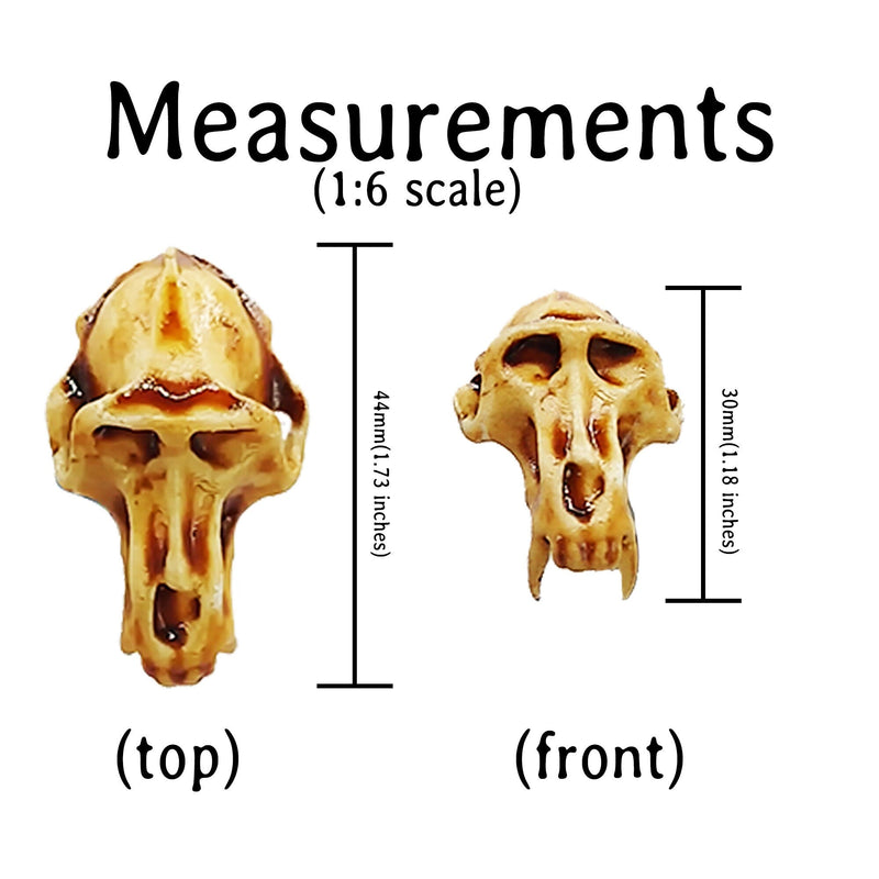 Baboon Skull Replica - 1:6 Scale