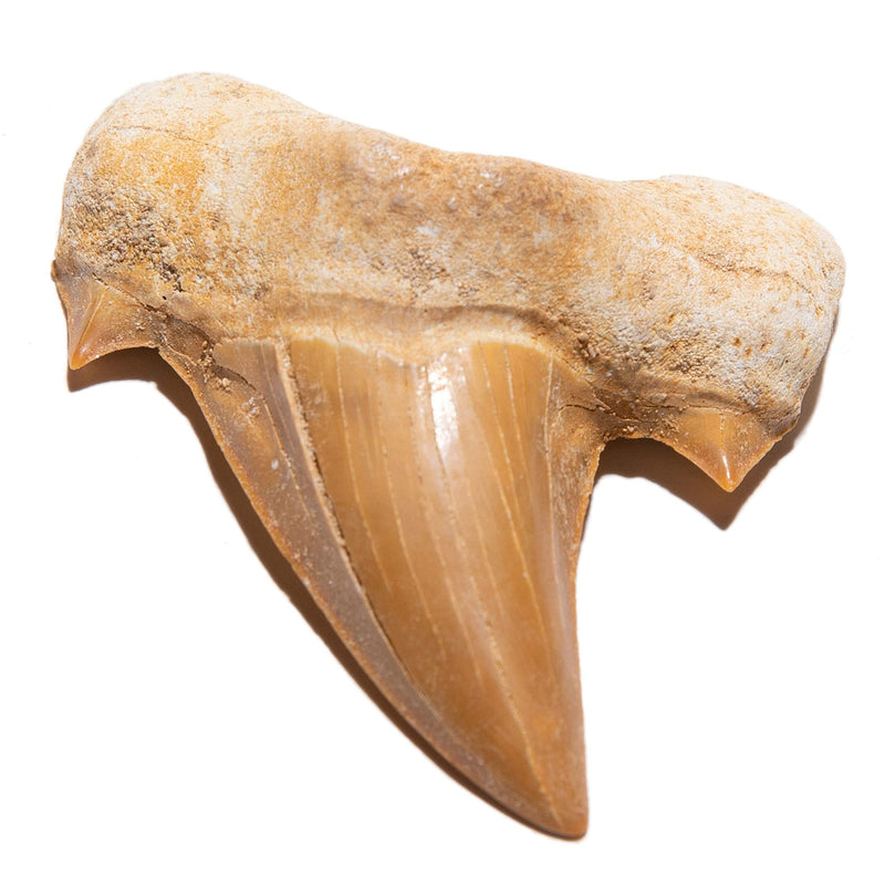 Shark Tooth Specimen - Small