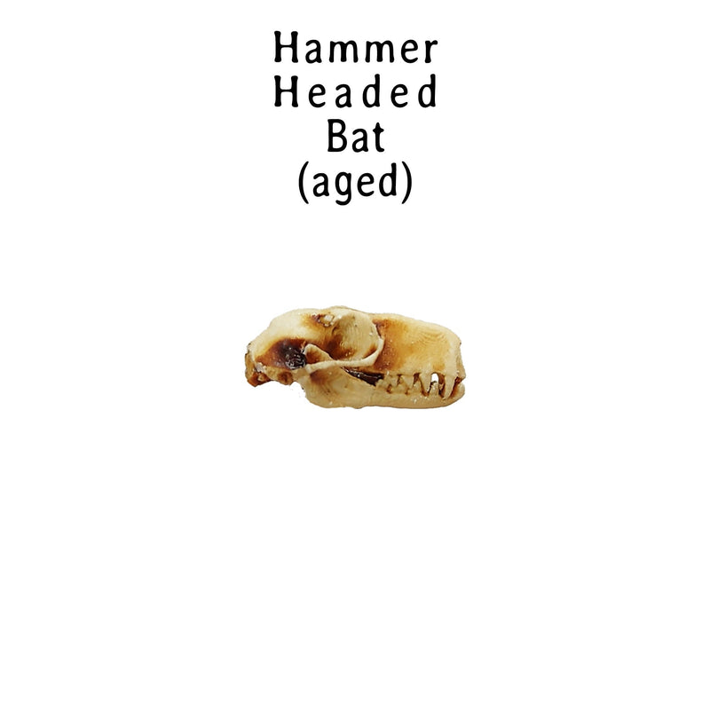 Hammer-Headed Bat Skull Replica - 1:6 Scale (Set of 5)
