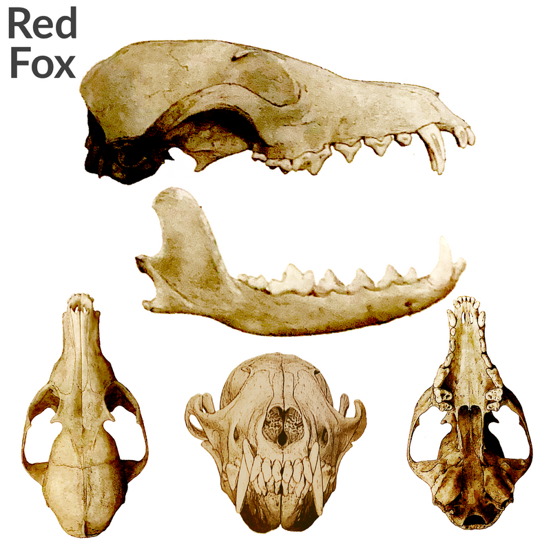 Red Fox Skull Replica - 1:24 Scale