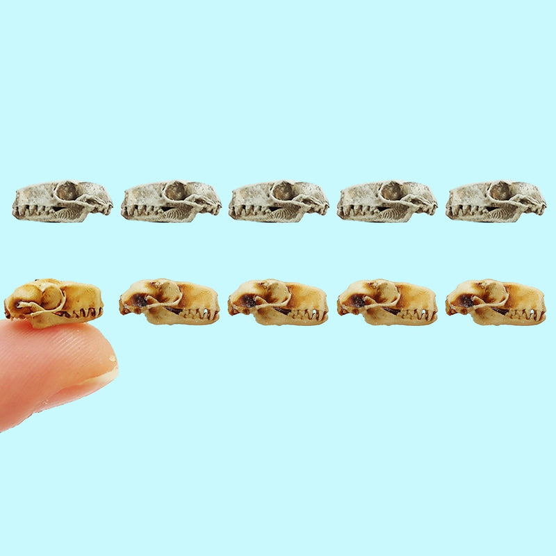 Hammer-Headed Bat Skull Replica - 1:6 Scale (Set of 5)