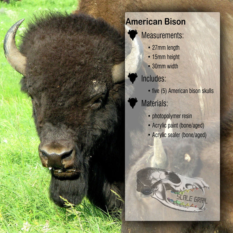 American Bison Skull Replica - 1:24 Scale