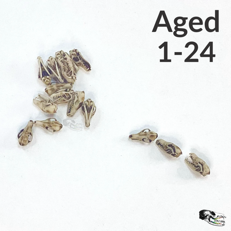 Red Fox Skull Replica - 1:24 Scale
