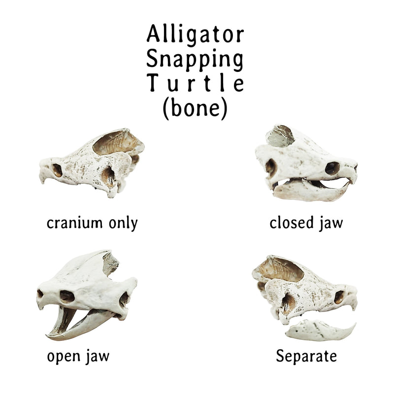 Alligator Snapping Turtle Skull Replica - 1:12 Scale (Set of 2)