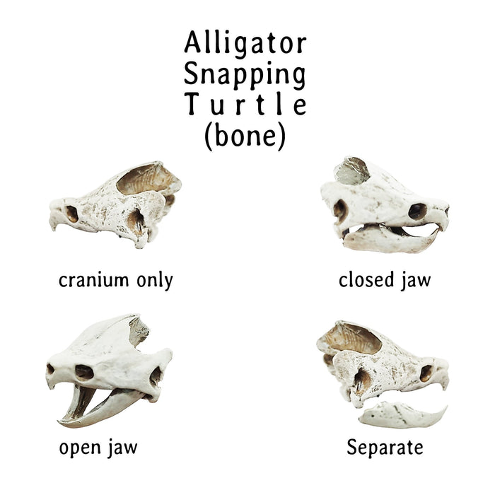 Alligator Snapping Turtle Skull Replica - 1:12 Scale (Set of 2)