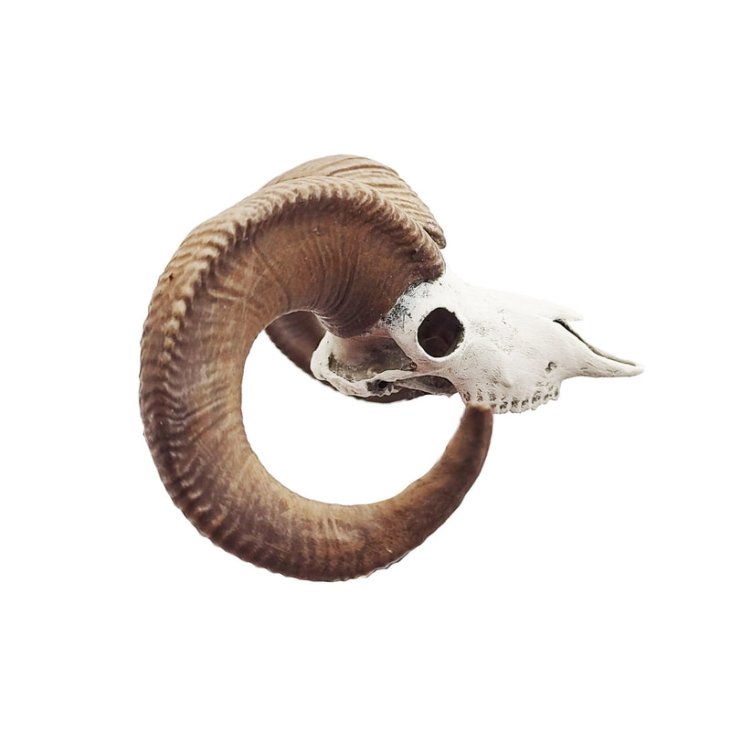 Bighorn Sheep Skull Replica - 1:12 Scale