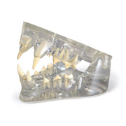 Replica Veterinary Clear Feline Model - Jaw