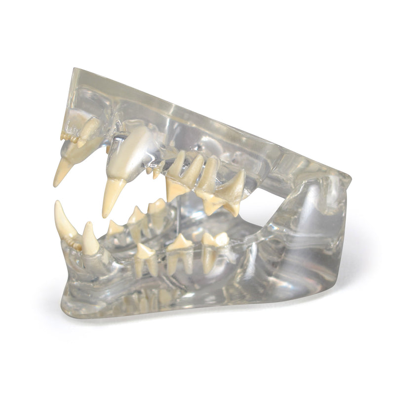 Replica Veterinary Clear Feline Model - Jaw