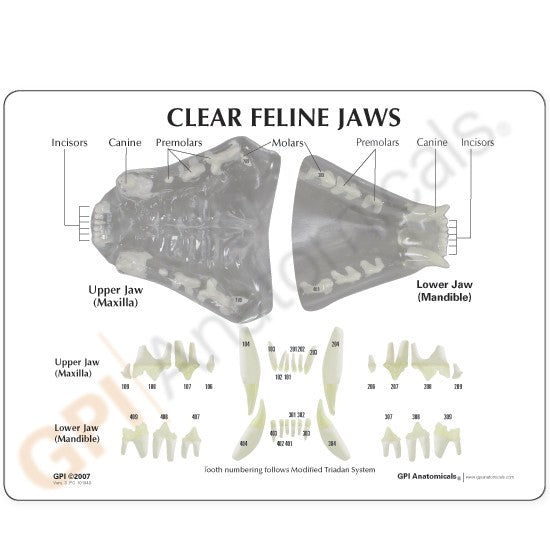 Replica Veterinary Clear Feline Model - Jaw