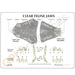 Replica Veterinary Clear Feline Model - Jaw