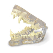 Replica Clear Canine Jaw Model
