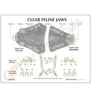 Replica Clear Canine Jaw Model