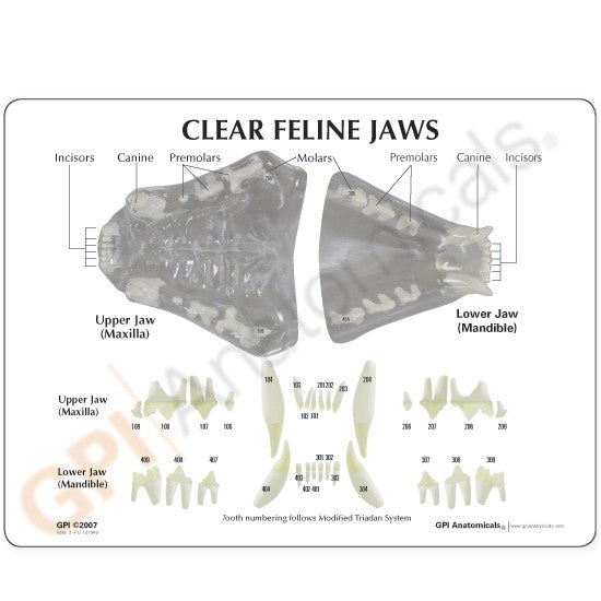 Replica Clear Canine Jaw Model