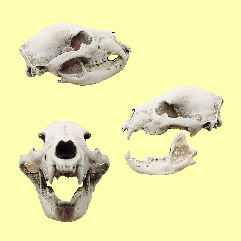 Black Bear Skull Replica - 1:12 Scale