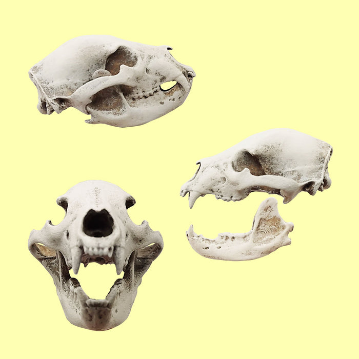 Black Bear Skull Replica - 1:12 Scale