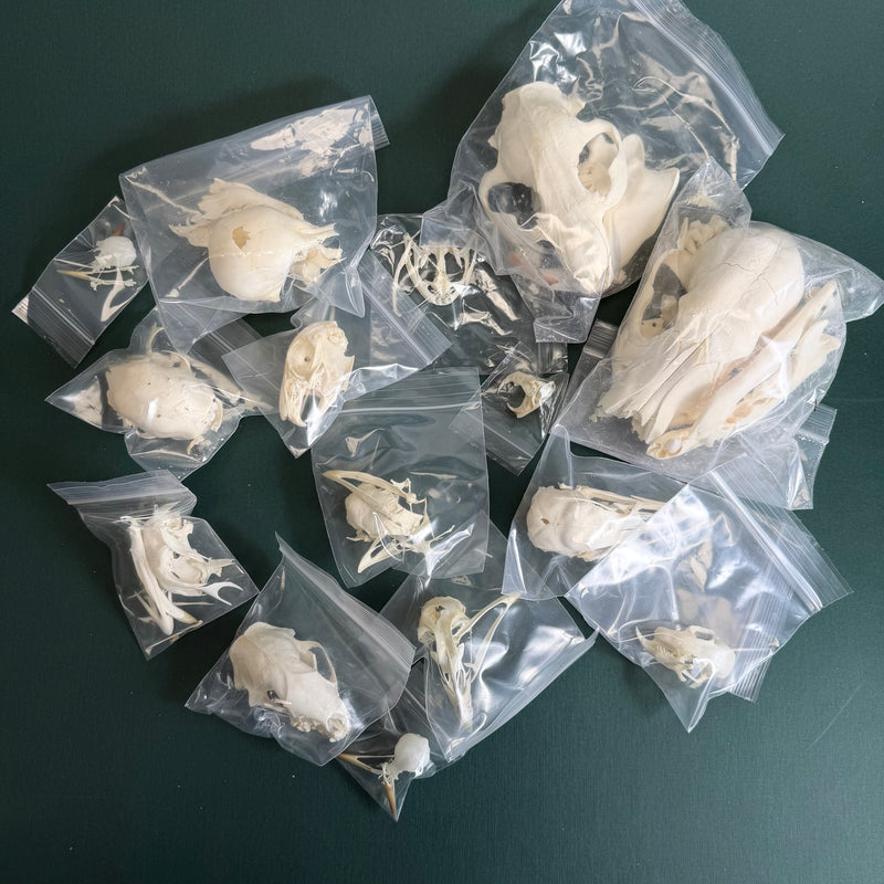 BoneBag, P.H.A.T. Skull Pack