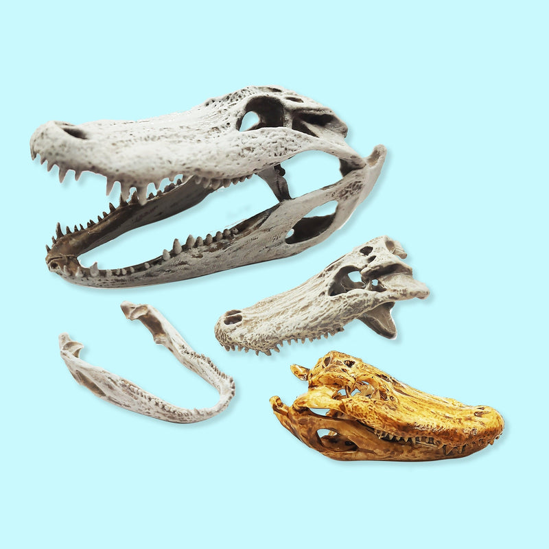 Alligator Skull Replica - 1:6 Scale