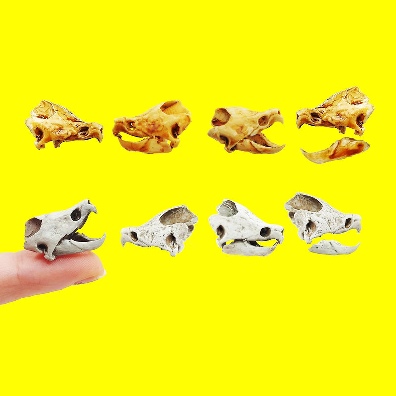 Alligator Snapping Turtle Skull Replica - 1:12 Scale (Set of 2)