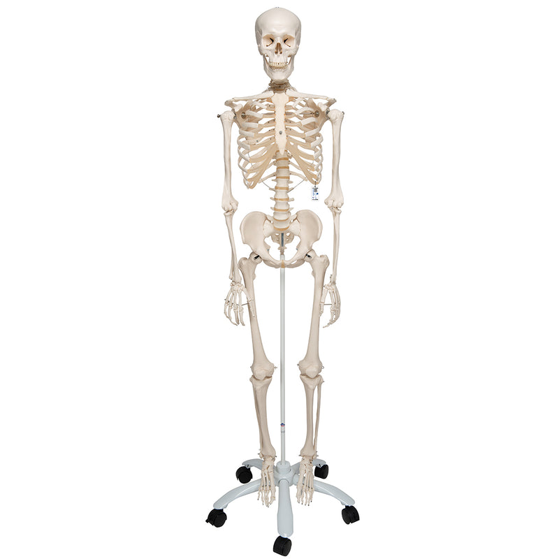 Replica Human Skeleton on Wheels