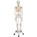 Replica Human Skeleton on Wheels