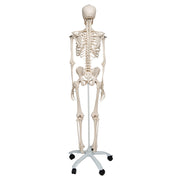 Replica Human Skeleton on Wheels