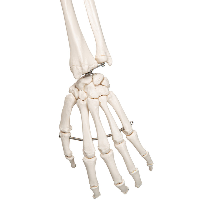 Replica Human Skeleton on Wheels